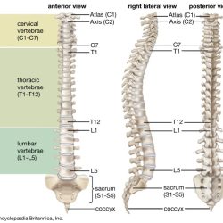 Softens jolts to the vertebral column