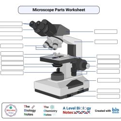 Microscope quiz parts lenses