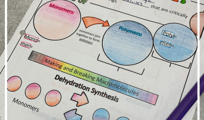 Biology macromolecules chart activity macromolecule table comparison science pdf classroom worksheet school teaching cell high life ap activities biochemistry teacher