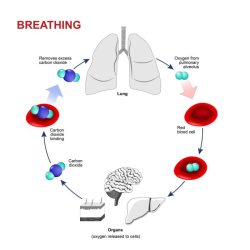 Carbon dioxide levels history level human highest ocean co2 1750 present oceanography scripps degrees