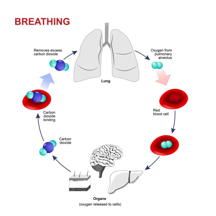 Carbon dioxide levels history level human highest ocean co2 1750 present oceanography scripps degrees