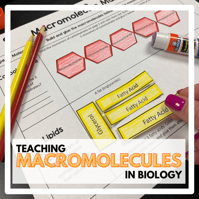 The trendy science teacher macromolecules answer key