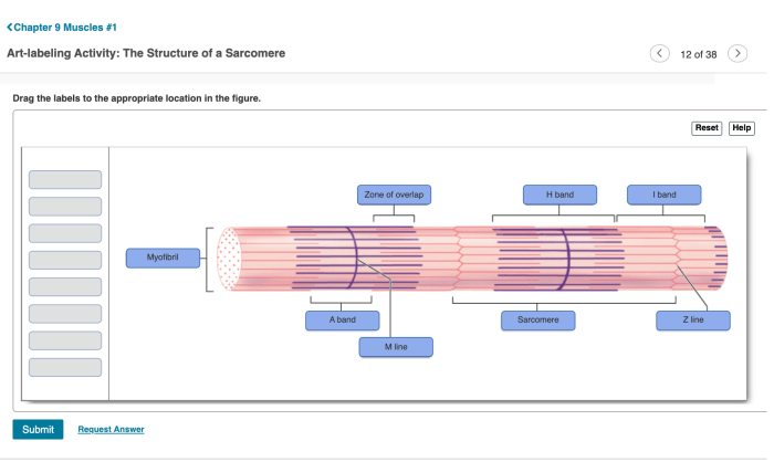 Art-labeling activity the structure of a sarcomere