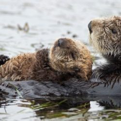 How sea otters help save the planet worksheet answers