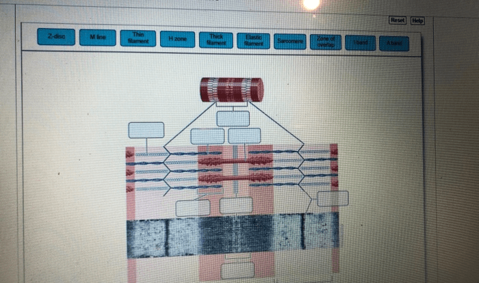 Sarcomere physiology amplifire kf1