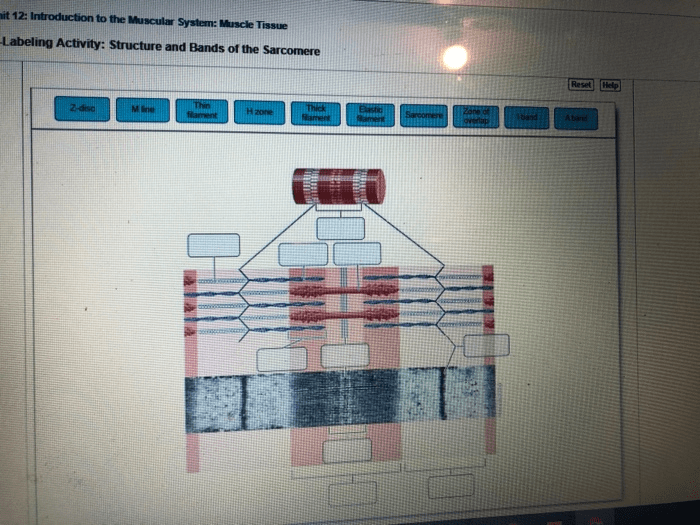 Sarcomere physiology amplifire kf1